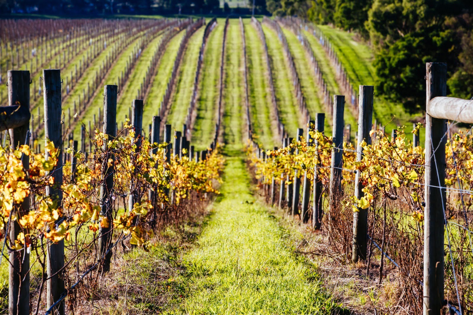winesofromania