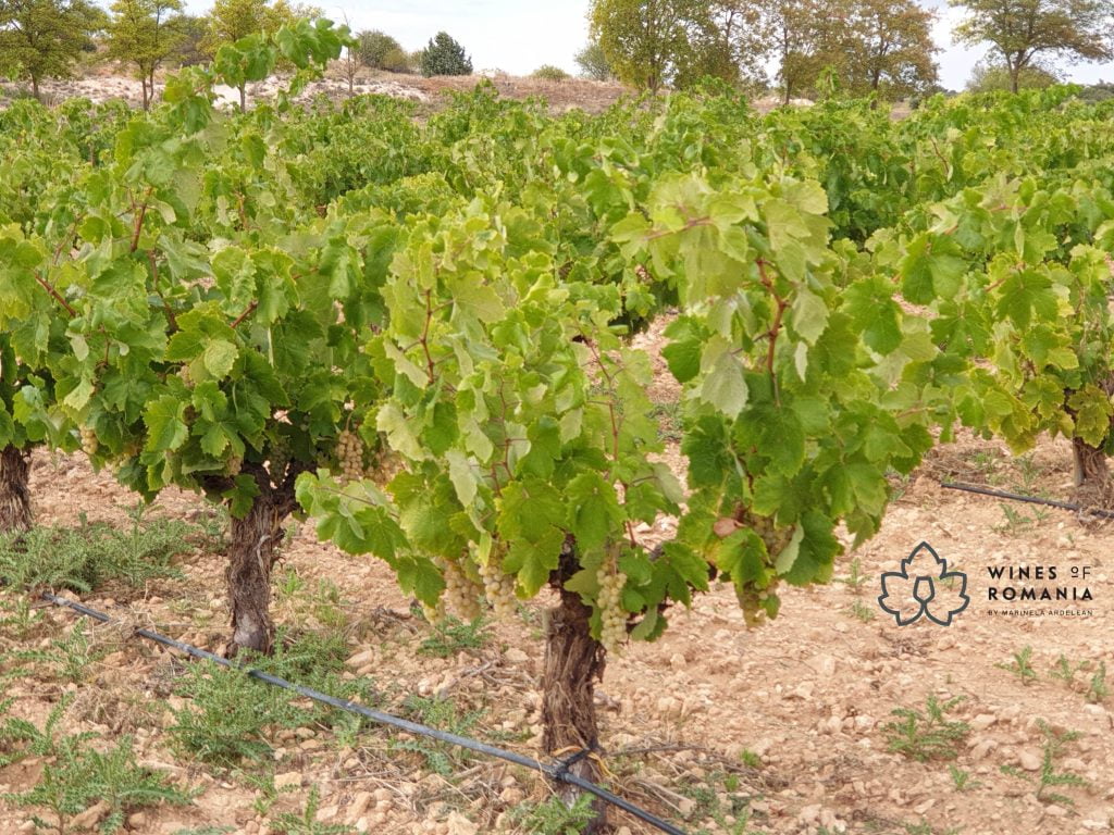 viile vechi
Vieilles Vignes
vie veche