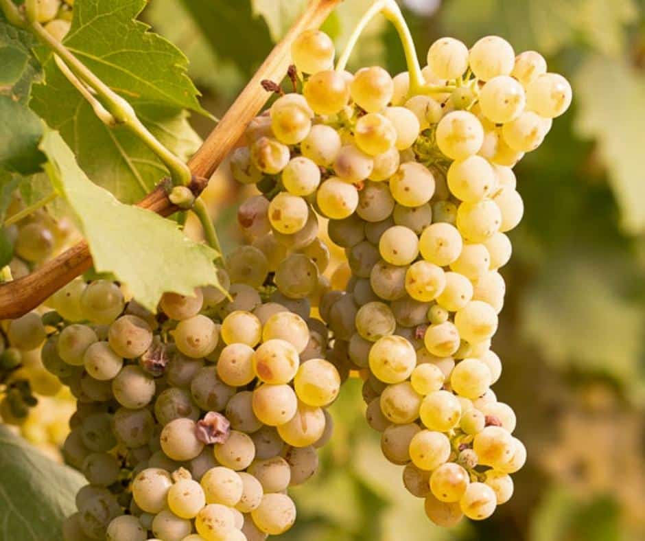 Riesling