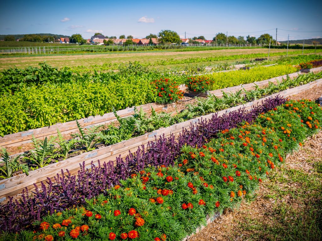 Grădina castelului Jidvei