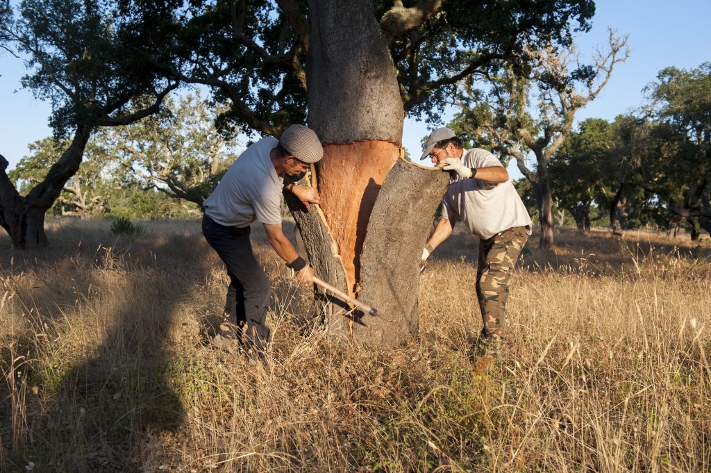 Arbore de plută (Quercus suber) dintr-o pădure mediteraneană din Portugalia, sursă sustenabilă pentru recoltarea scoarței