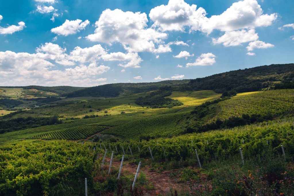 Plantație de viță-de-vie a Companiei Beciul Domnesc