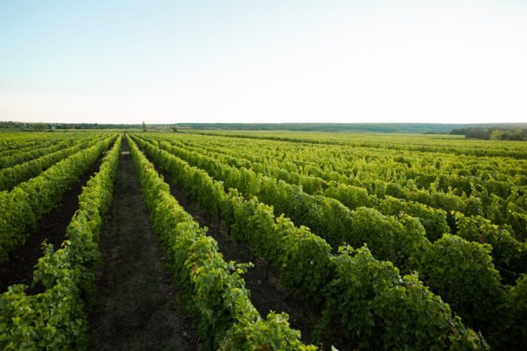 Podgorie din Moldova &ndash; Recolta de vin 2025