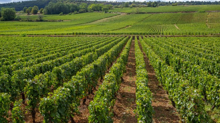 &acirc;nduri verzi de viță-de-vie Pinot Noir &icirc;ntr-o podgorie din Rom&acirc;nia, la &icirc;nceput de toamnă