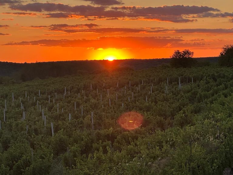 Apus de soare peste viile Cramei Avincis din Drăgășani