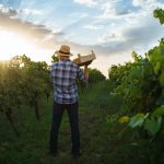 Recolta 2025 – viticultor român culege struguri în vie la apus