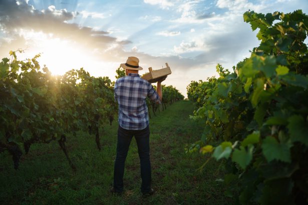 Recolta 2025 – viticultor român culege struguri în vie la apus