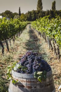 Struguri copți de Pinot Noir adunați &icirc;ntr-un butoi, &icirc;n mijlocul unei podgorii rom&acirc;nești