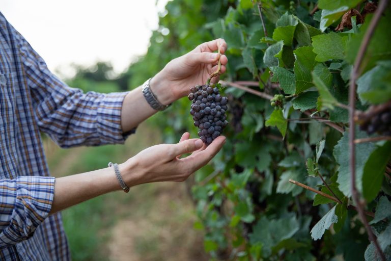 M&acirc;inile unui viticultor verifică un ciorchine de struguri Pinot Noir &icirc;n vie