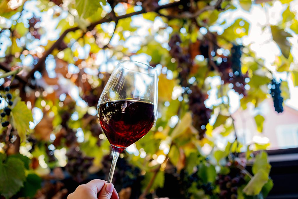 Un pahar cu vin roșu Pinot Noir &icirc;n vie