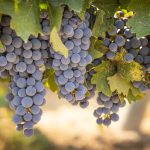 Ciorchini de struguri Cabernet Sauvignon copți în vie