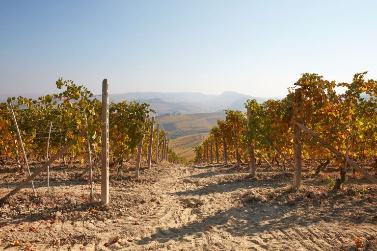 Vie afectată de secetă &icirc;n Sudul Rom&acirc;niei &ndash; Recolta 2025