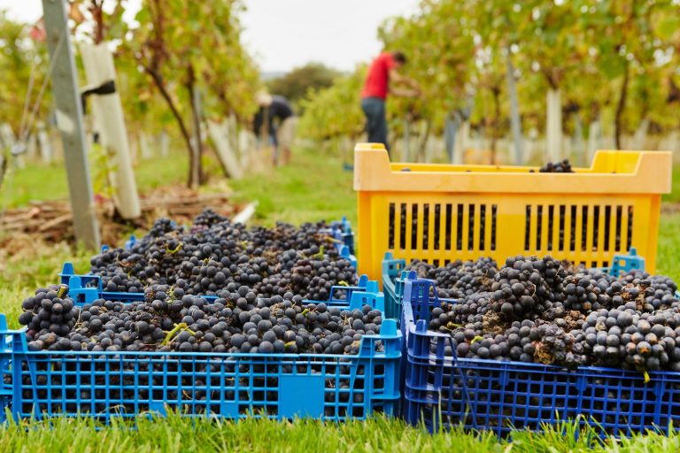 Lădițe cu struguri proaspăt culeși &ndash; Recolta de vin 2025 &icirc;n Rom&acirc;nia