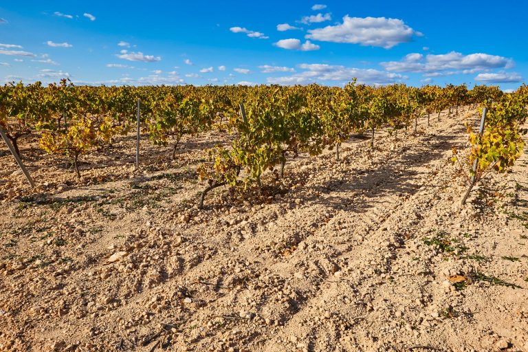 Vie pe sol uscat afectată de secetă &ndash; Recolta 2025 Sudul Rom&acirc;niei