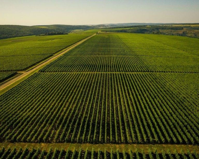 Vedere aeriană spectaculoasă asupra podgoriei Domeniilor Averești, cu r&acirc;nduri perfect aliniate de viță-de-vie &icirc;ntinse pe colinele Moldovei.