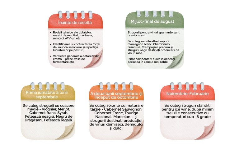 Calendar etape recoltă struguri august &ndash; februarie