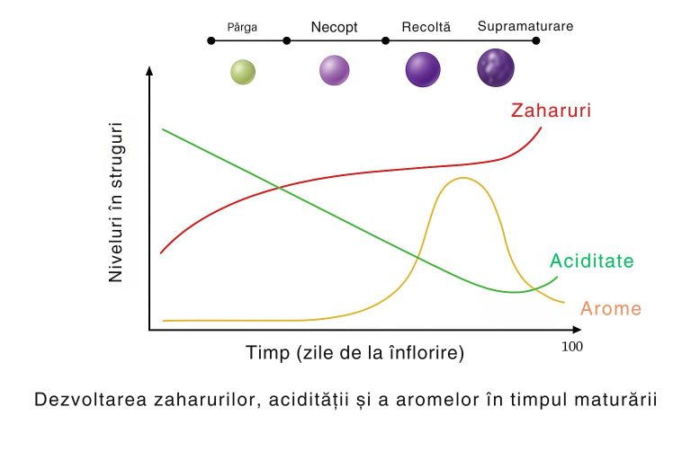 Grafic evoluția zaharurilor, acidității și aromelor &icirc;n struguri