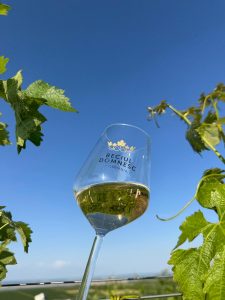 Pahar cu vin Galbenă de Odobești Beciul Domnesc ridicat printre frunzele de viță-de-vie sub cerul albastru al Vrancei