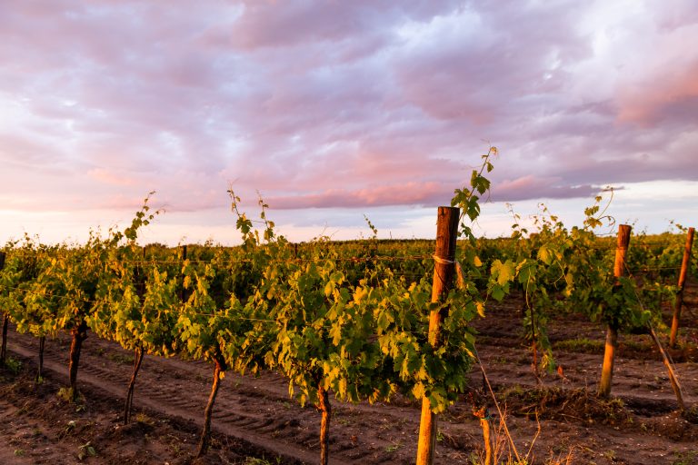 Vie luminată de apus, cu rânduri de viță-de-vie verzi