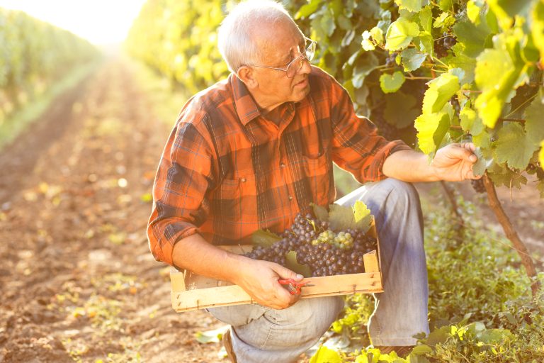 Bărbat în vârstă culegând manual struguri într-o vie la apus