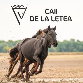 banner caii e la letea 1