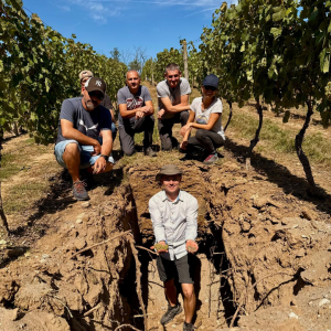 Pivniță Savu - lucrări in vie - Ciumbrud